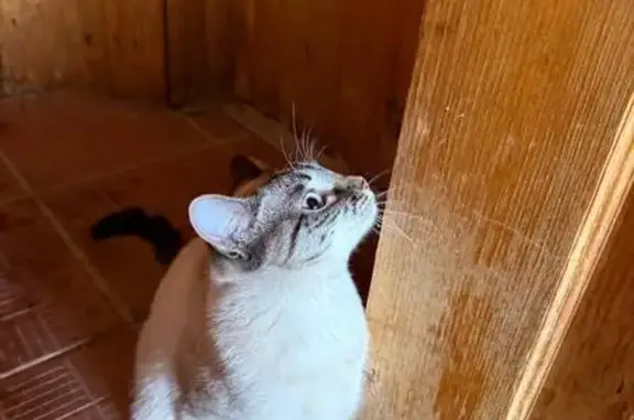 Найдена кошка, Кострома, фото: Найдена кошка, улица Стопани, Кострома - светло-голубые глазки, белая грудь