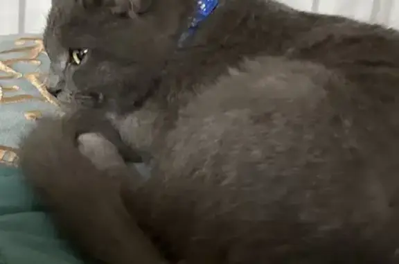 Пропал кот, Целина, Ростовская область - британская порода, серый - photo