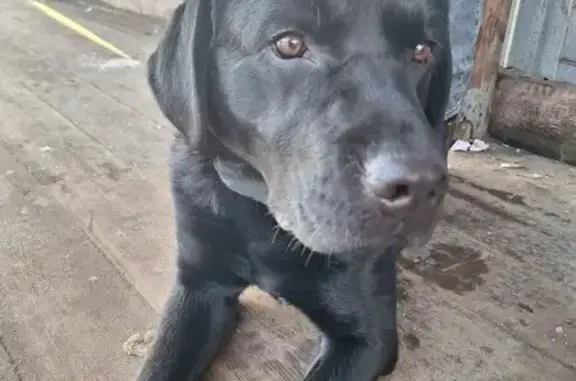 Найдена собака, Химки, фото: Найден собака, мужской, Октябрьская улица, Химки - лабрадор