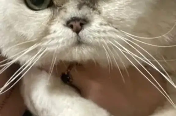 Найденные животные Калининград, фото: Найден кот, улица 1812 года, 77, Калининград - дымчатого окраса