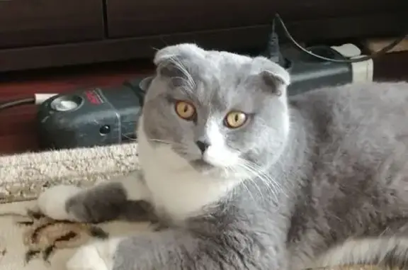 Найденные животные Рязань, фото: Найден кот, улица Гоголя, 35, Рязань - серо-белый с оранжевыми глазами
