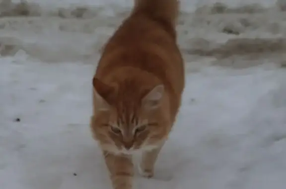 Найдена кошка, Юдино, фото: Найдена кошка, Юдино, Московская область - рыжий с белой грудкой и пораненные лапки