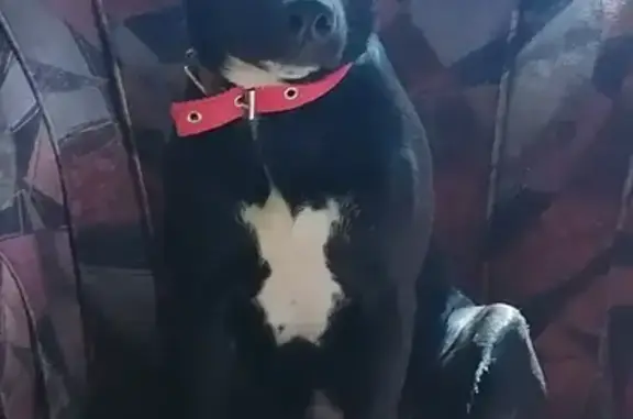 Пропала собака, улица Онохина, Дятьково - гладкошёрстная, чёрная с белой грудкой - photo