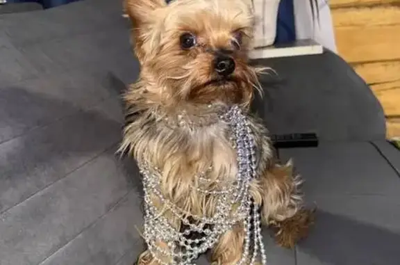 Пропал собака, Чита, Забайкальский край - дружелюбный, но с характером - photo