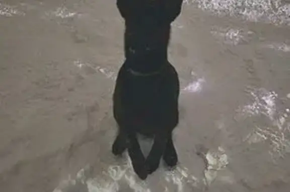 Собаки потеряшки, Дорохово, фото: Потеряшка собака, девочка, Дорохово, Московская область - метис овчарка с дворнягой