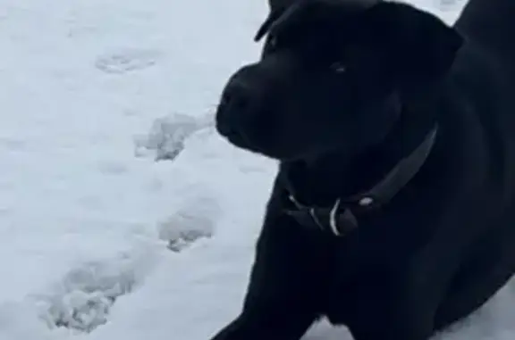 Пропал собака, мужской, улица Лавра Корнилова, Краснодар - черного окраса с ошейником - photo