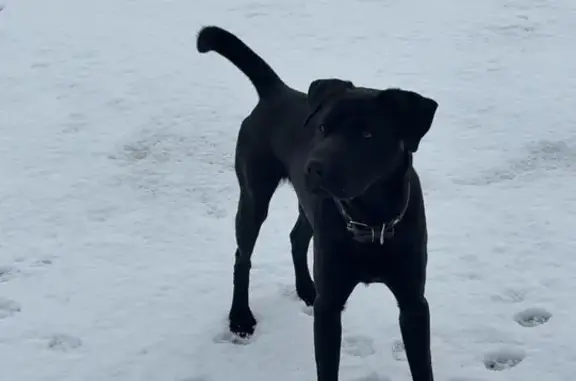 Пропал собака, улица имени Генерала Корнилова, Краснодар - мальчик, черного окраса - photo