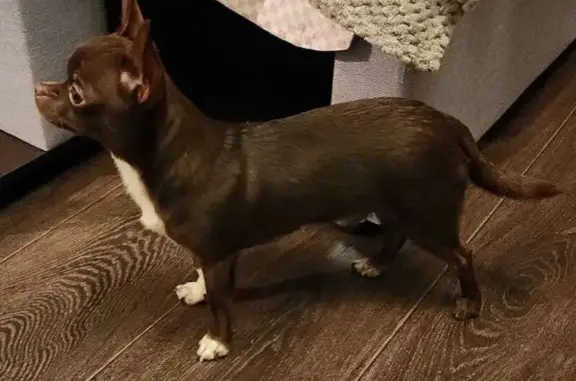 Пропал собака, Сызрань, район заводской - чихуахуа шоколадного окраса - photo