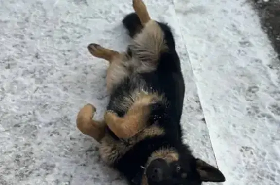 Пропал собака, 6-й Нагорный проезд, 71, Саратов - чепрачный окрас, черная морда - photo