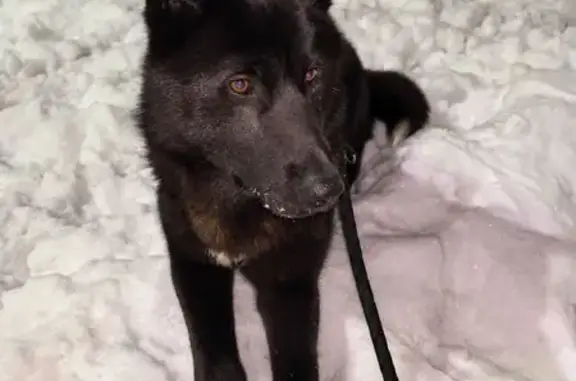 Найдена собака, Тула, фото: Найден собака, 2-й проезд Металлургов, Тула - мальчик, игривый и контактный