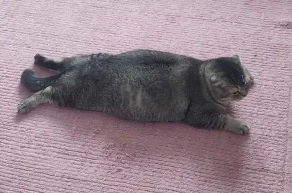 Найдена кошка, Ленинский проспект, Калининград - серый вислоухий британец - photo