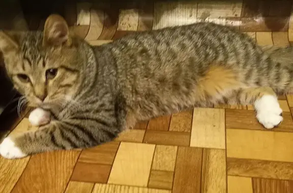 Пропал кот, 3-я Отрадная улица, Иваново - белая грудка - photo