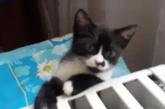 Потерянные животные Семилуки, фото: Пропала кошка, Курская улица, Семилуки