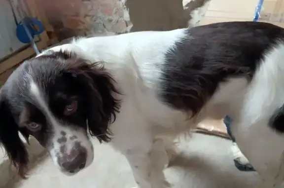 Найденные животные Тамбов, фото: Найден собака, мужской, Пионерская улица, городской округ Тамбов - забежал с покупателем в аптеку