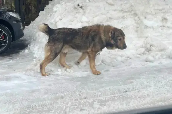 Найдена собака, Исаково, фото: Найден собака алабай, 161, Исаково