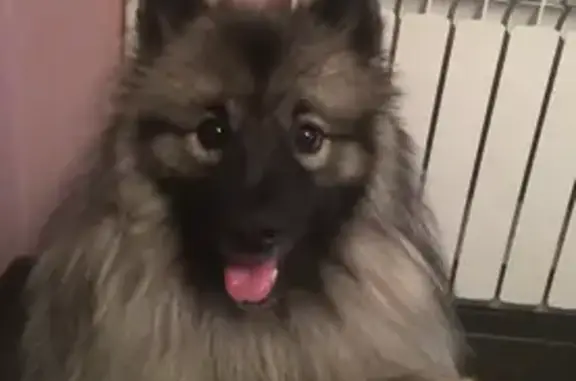 Пропал собака, Широкая улица, 33/1, Новосибирск - волчий шпиц с ошейником - photo