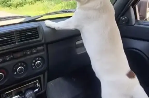 Пропал собака, улица Ленина, Туапсе - джек-рассел по кличке Рокки - photo