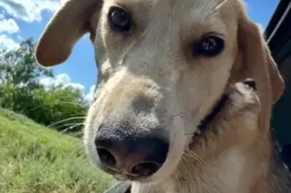 Пропала собака, 1-й Некрасовский переулок, 92, городской округ Рассказово - photo