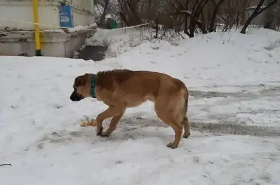 Найдена собака, Оренбург, фото: Найден собака, мужской, улица Челюскинцев, 17E, Оренбург