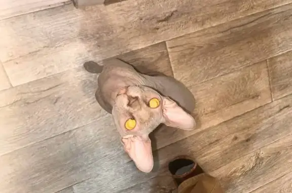 Найденные животные Балаково, фото: Найден кот, улица Шевченко, 97, Балаково - ласковый и ухоженный