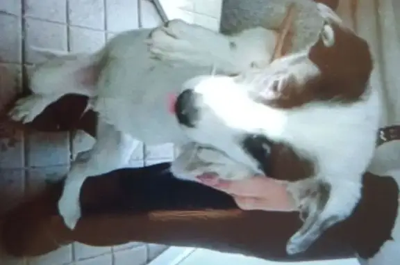 Пропал собака, улица Горького, Ангарск - белый с чёрной маской на лице - photo