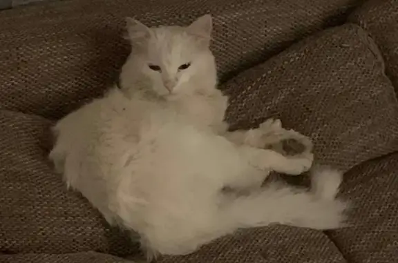 Пропал кот, улица Тургенева, Белорецк - белый пушистый с залысиной на лапе - photo