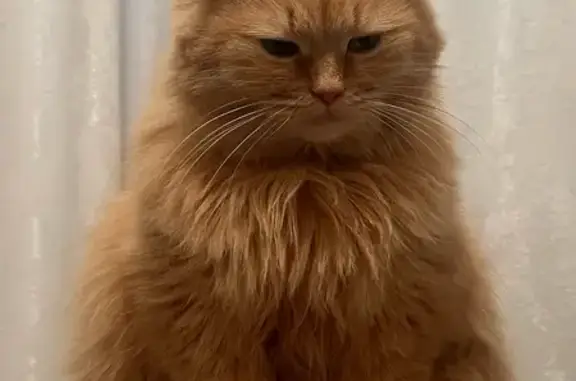 Пропала кошка, улица Бирюзова, 22 к1, городской округ Рязань - отзывается на имя Мика, Миа - photo