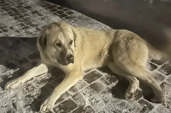 Найденные животные Нижний Новгород, фото: Найдена собака алабай, улица Ляпина, 17, Нижний Новгород - молодой и ласковый