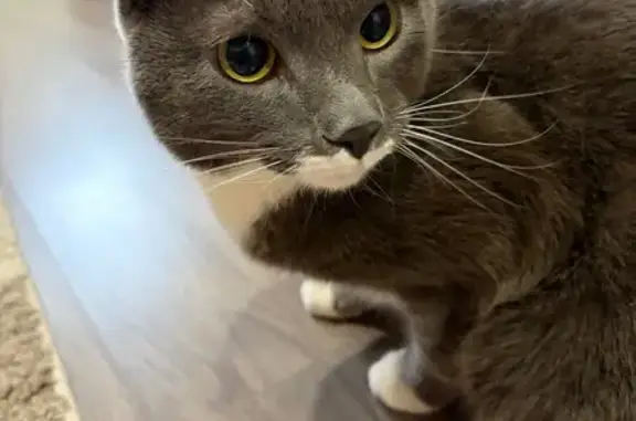 Найденные животные Ногинск, фото: Найдена кошка, Трудовая улица, Ногинск - ухоженная и ласковая