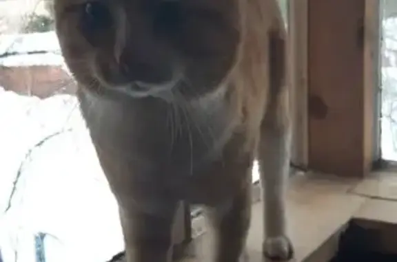 Найдена кошка, Малаховка, фото: Найден кот, Мирная улица, Малаховка - рыжий-полосатик с белой грудкой