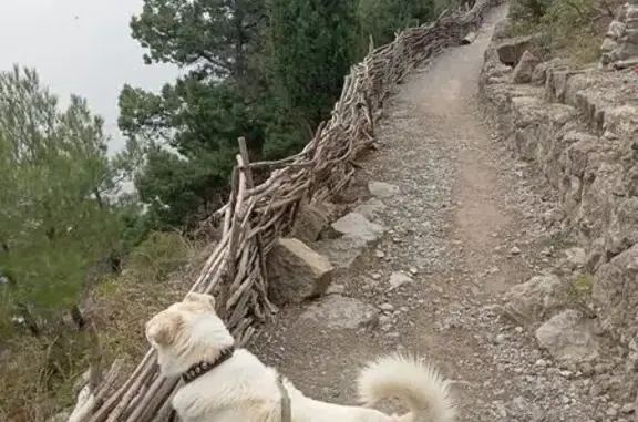 Пропал собака, мужской, сельское поселение Деревня Кривское, Новомихайловское - белый с рыжей опалиной - photo