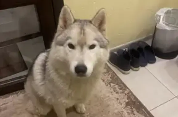 Пропала собака, женский пол, улица Нестерова, 54, Тула - серо-белый окрас - photo