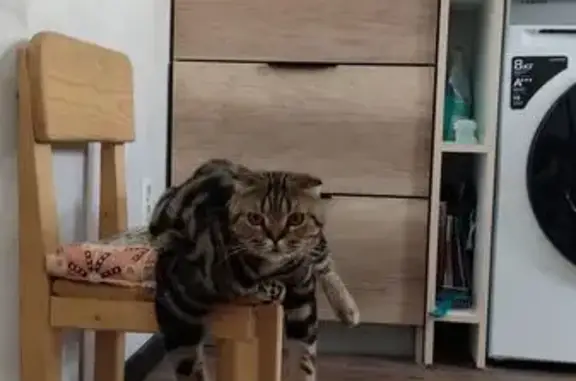 Объявления о пропавших и найденных животных, Челябинск, фото: Найдена кошка, улица Щукина, 9, Челябинск - вислоухая шотландская