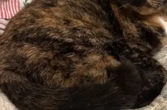 Пропала кошка, Советская улица, Северская - трёхцветная с зелеными глазами - photo