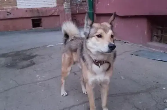 Найденные животные Владивосток, фото: Найден собака, мужской, Луговая улица, 71А, Владивосток - белые носочки на лапах