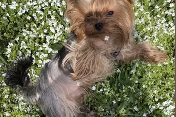 Пропал йорк, улица Циолковского, 57, Новокузнецк - 8 лет, без хвостика - photo