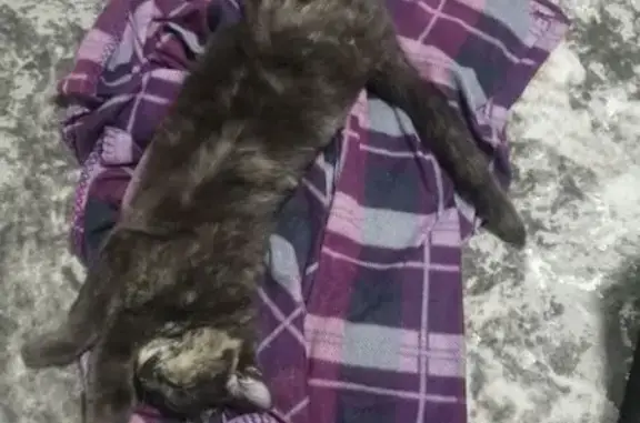 Пропала кошка, улица Калинина, 47, Успенское - серая с бело-рыжими пятнами - photo