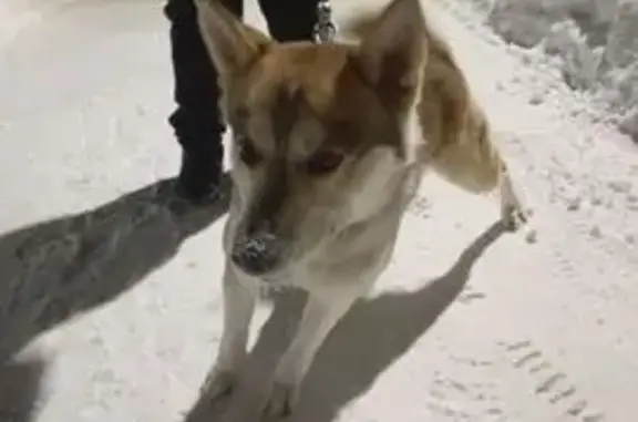 Пропала собака Мальчик, Чебоксары (rl1151238) - photo