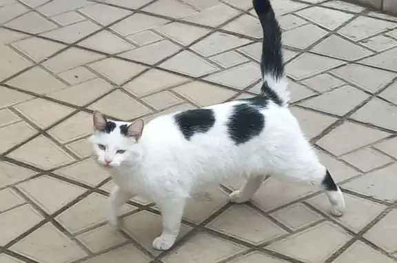 Найденные животные Таганрог, фото: Найден кот, улица Москатова, городской округ Таганрог - белый с черными пятнами
