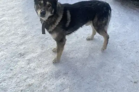 Объявления о пропавших и найденных животных, Асбест, фото: Найдена собака, улица Плеханова, 1, Асбест - мужской, брезентовый ошейник
