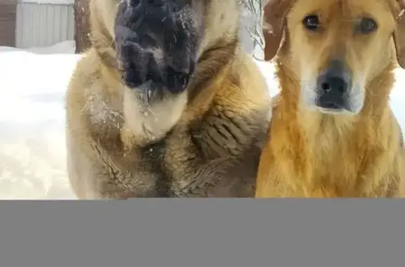 Пропал алабай, мужской, Садовая улица, 12А, Птичное - photo