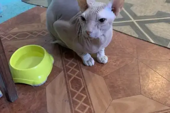 Найденные животные Новороссийск, фото: Найдена кошка, улица Видова, 85, Новороссийск - взрослая лысая с шрамом