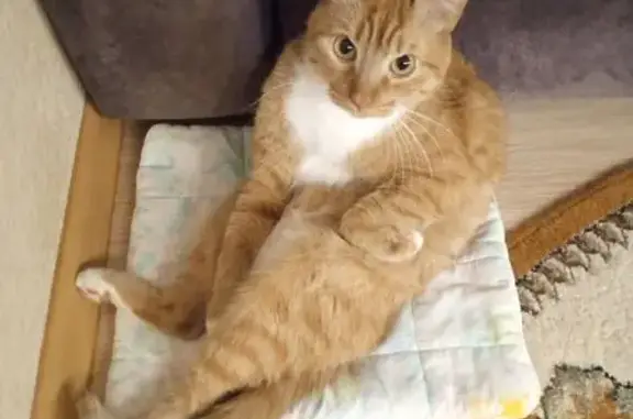 Пропал кот, Советская улица, 7, Тутаев - рыжий с белой грудкой и лапками - photo
