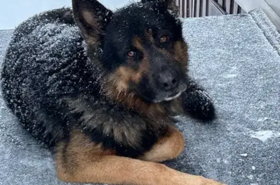 Пропал собака, Кедровская улица, 8, Мыски - чепрачный больше черного - photo