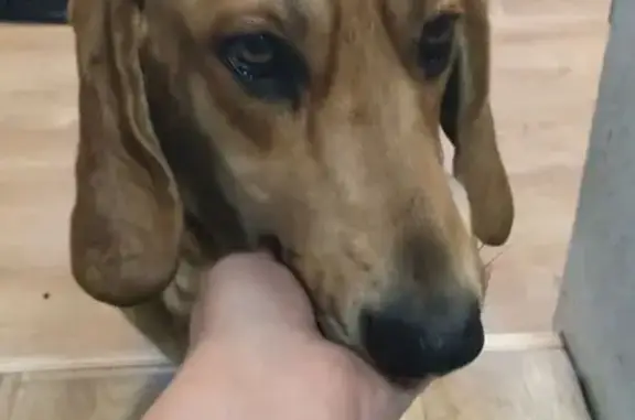 Найдена собака, Улан-Удэ, фото: Найдена собака, Улан-Удэ, Бурятия - бигль, спокойна к детям