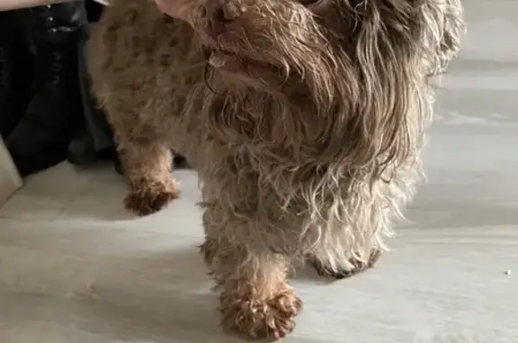 Объявления о пропавших и найденных животных, Тюмень, фото: Найден собака, Суходельская улица, Тюмень - мальтипу шоколадного окраса