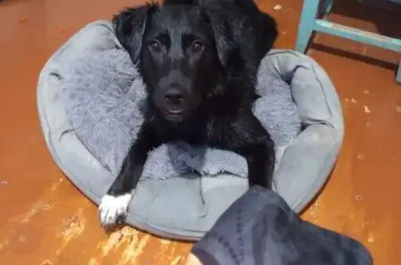 Пропала собака, Петрозаводск, Карелия - сбежала с машины - photo