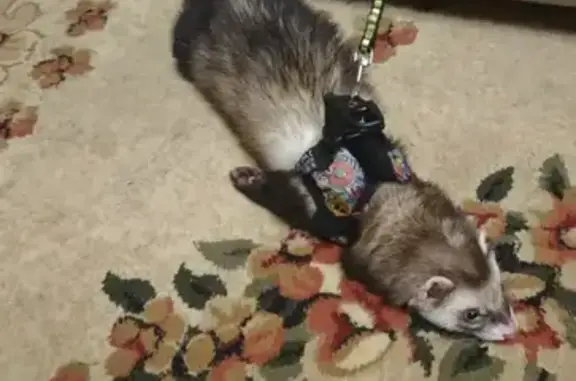 Потерянные животные Астрахань, фото: Пропал хорек, Казанская улица, 11, Астрахань - черно-белый окрас