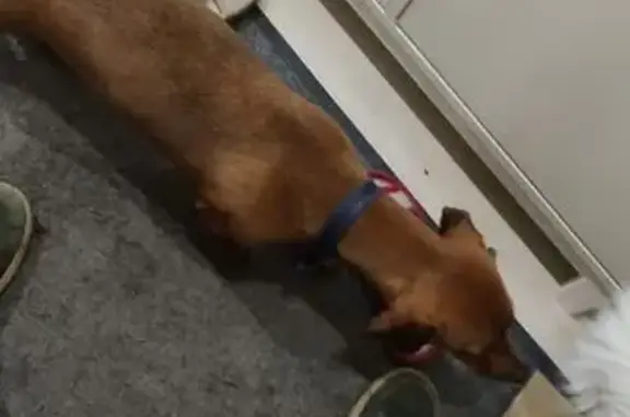 Найдена собака, Казань, фото: Найдена собака, улица Серова, 48, Казань - такса, девочка без ошейника