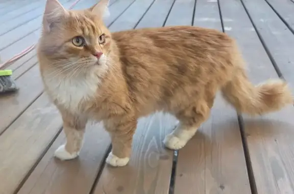 Найденные животные Первомайское, фото: Найдена кошка, Первомайское сельское поселение, Ленинградская область - рыжий, похож на домашнего